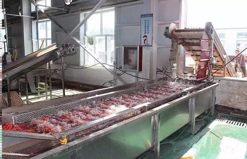 萬(wàn)通蒙根花食品加工廠 高效脫水番茄生產(chǎn)線助力輕工業(yè)發(fā)展